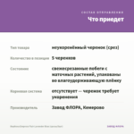 Вербена Empress Flair Lavender Blue (срезы/5шт) — что приедет