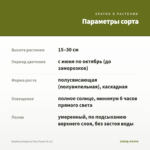 Вербена Empress Flair Peach (0,1л) — параметры сорта