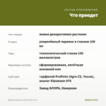 Вербена Empress Flair Peach (0,1л) — что приедет