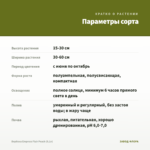 Вербена Empress Flair Peach (0,1л) — параметры сорта