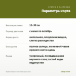 Вербена Empress Flair Peach (срезы/5шт) — параметры сорта