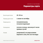 Вербена Empress Flair Red (0,1л) — параметры сорта