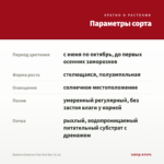 Вербена Empress Flair Red Star (0,1л) — параметры сорта