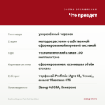 Вербена Empress Flair Red Star (0,1л) — что приедет