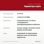 Вербена Empress Flair Red Star (срезы/5шт) — параметры сорта