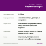 Вербена Empress Flair Violet Blue (0,1л) — параметры сорта
