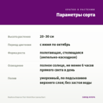 Вербена Empress Flair Violet Blue (срезы/5шт) — параметры сорта