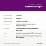 Вербена Empress Flair Violet Blue (срезы/5шт) — параметры сорта