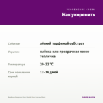Вербена Empress Flair Violet Blue (срезы/5шт) — как укоренить черенок