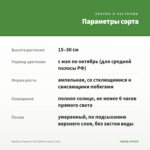 Вербена Empress Flair White (срезы 5 шт) — параметры сорта