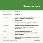 Вербена Empress Flair White (срезы/5шт) — параметры сорта