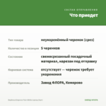 Вербена Empress Flair White (срезы/5шт) — что приедет