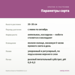 Вербена Empress Pink&White (0,1л) — параметры сорта