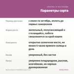 Вербена Empress Pink&White (срезы 5 шт) — параметры сорта