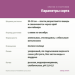 Вербена Empress Pink&White (срезы/5шт) — параметры сорта