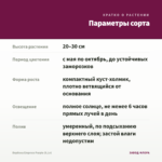 Вербена Empress Purple (0,1л) — параметры сорта