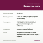 Вербена Empress Purple (срезы 5 шт) — параметры сорта