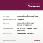 Вербена Empress Purple (срезы 5 шт) — что приедет