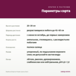 Вербена Empress Purple (срезы/5шт) — параметры сорта