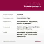Вербена Empress Sun Cherry (0,1л) — параметры сорта