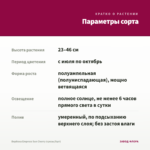 Вербена Empress Sun Cherry (срезы/5шт) — параметры сорта