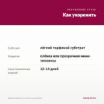 Вербена Empress Sun Cherry (срезы/5шт) — как укоренить черенок