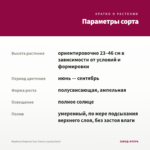 Вербена Empress Sun Cherry (срезы/5шт) — параметры сорта