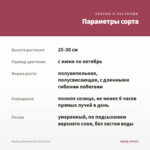 Вербена Empress Sun Pink (0,1л) — параметры сорта