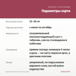 Вербена Empress Sun Pink (срезы/5шт) — параметры сорта
