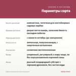 Вербена Empress Sun Pink (срезы/5шт) — параметры сорта