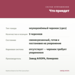 Вербена Empress Sun Pink (срезы/5шт) — что приедет