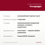 Вербена Empress Sun Red (срезы 5 шт) — что приедет