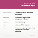 Вербена Estrella Pink Ballet (срезы 5 шт) — параметры сорта