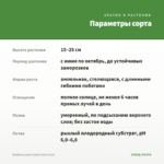 Вербена Lanai Candy Cane (0,1л) — параметры сорта