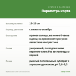 Вербена Lanai Candy Cane (срезы/5 шт) — параметры сорта