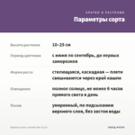 Вербена Lanai Lavender Star (0,1л) — параметры сорта