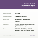 Вербена Lanai Lavender Star (срезы 5 шт) — параметры сорта