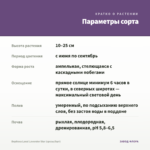 Вербена Lanai Lavender Star (срезы/5шт) — параметры сорта