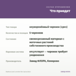Вербена Lanai Lavender Star (срезы/5шт) — что приедет
