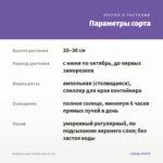 Вербена Lanai Twister Blue (0,1л) — параметры сорта
