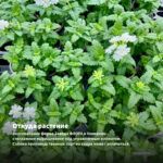 Вербена Lanai Twister Blue (срезы 5 шт) — откуда растение: вертикальная ферма Завода ФЛОРА в Кемерово