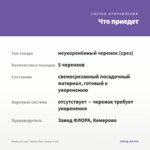 Вербена Lanai Twister Blue (срезы 5 шт) — что приедет