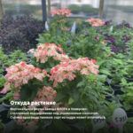 Вербена Lascar Black Velvet (срезы 5 шт) — откуда растение: вертикальная ферма Завода ФЛОРА в Кемерово