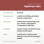 Вербена Lascar Mango Orange (0,1л) — параметры сорта