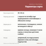 Вербена Lascar Mango Orange (срезы 5 шт) — параметры сорта
