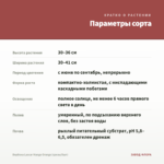 Вербена Lascar Mango Orange (срезы/5шт) — параметры сорта