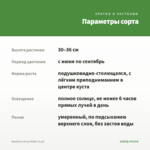 Вербена Lascar White (0,1л) — параметры сорта