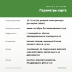 Вербена Lascar White (0,1л) — параметры сорта