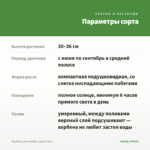 Вербена Lascar White (срезы 5 шт) — параметры сорта