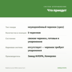 Вербена Lascar White (срезы 5 шт) — что приедет